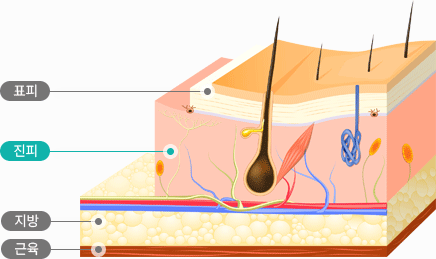 표피,진피,지방,근육이미지